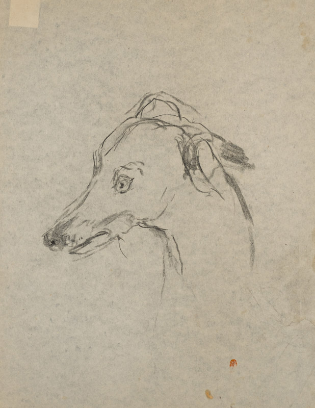 Head of a Dog, study for Henriette von Motesiczky with Dog and Flowers